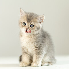 Cute gray kitten licking its lips while sitting on a white surface indoors