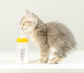 Cute gray kitten drinking from a baby bottle during feeding time at home