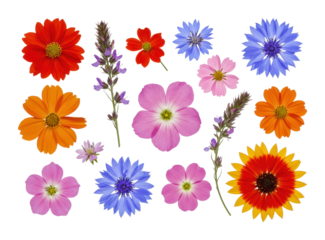 Colorful flower arrangement nature scene floral studio top botanical concept isolated on transparent background