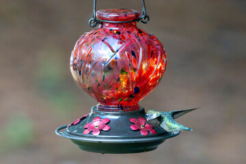 A bird visits a red feeder in summer.