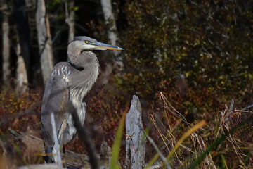 Great blue heron on wooden logs. Ardea herodias at Cherry pond marshland. Large bird with long legs...