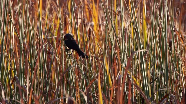 Two Red-winged Blackbirds in marsh grasses in autumn in Alamosa National Wildlife Refuge