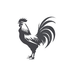 rooster vector illustration 