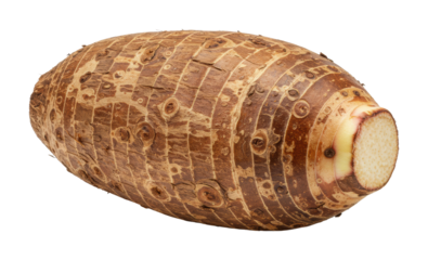 Harvesting taro root tropical farms food production agricultural setting culinary insights isolated on transparent background