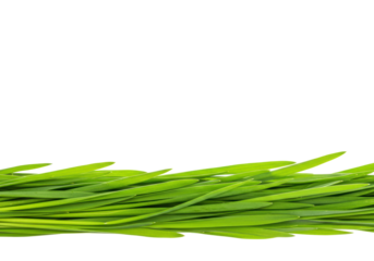 Growing green grass nature scene outdoor environment vibrant and fresh concept isolated on transparent background