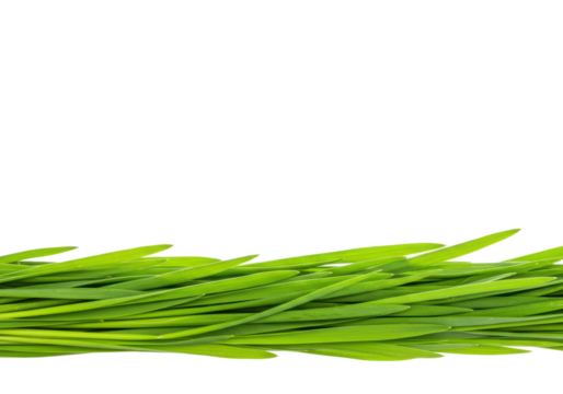 Growing green grass nature scene outdoor environment vibrant and fresh concept isolated on transparent background