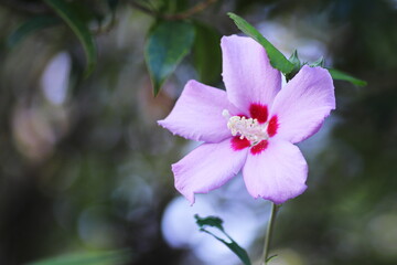 美しいムクゲの花