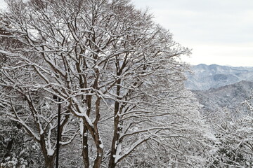 雪の積もった木