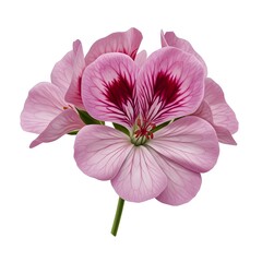 Pink Rhododendron Flower Botanical Illustration