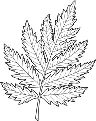 Elegant Eastern Red Cedar Leaf Line Art Illustration on White Ba