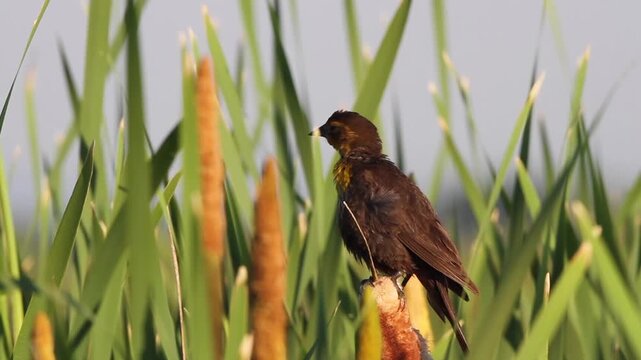 Female Yellow-headed Blackbird preens in cattails, with clear ambient marsh sounds