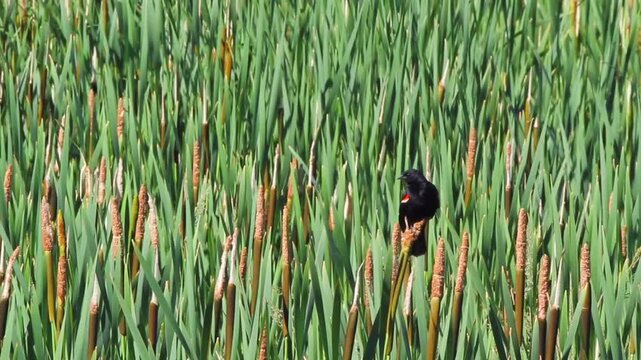 Male Red-winged Blackbird preens in a cattail marsh, with sound