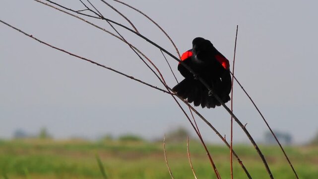 Male Red-winged Blackbird sings and displays his epaulets, closeup shot with sound