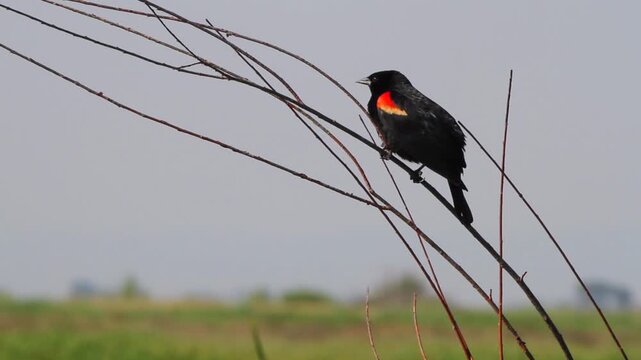 Male Red-winged Blackbird sings and displays his epaulets, closeup shot with sound