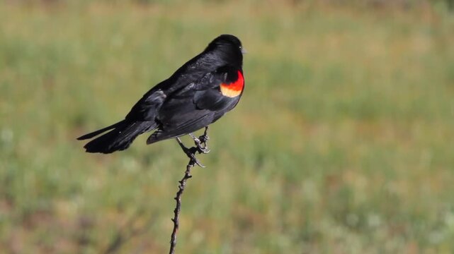 Male Red-winged Blackbird sings and displays his epaulets, closeup shot with sound