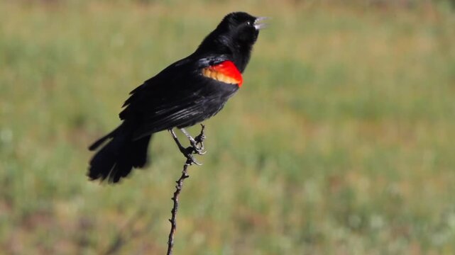 Male Red-winged Blackbird sings and displays his epaulets, closeup shot with sound