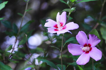 美しいムクゲの花
