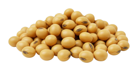 Harvesting soybeans agricultural field food natural environment sustainable farming practices isolated on transparent background