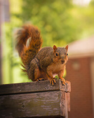 Squirrel on fence
