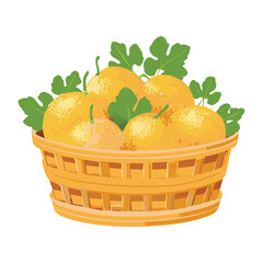 A Wicker Basket Filled with Fresh Cantaloupe Fruit - Vector Illustration