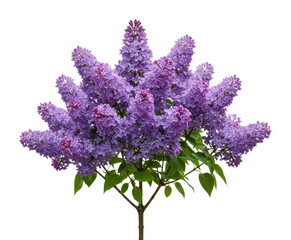 Obraz premium Blooming lilac flowers botanical garden floral natural setting beauty of nature isolated on transparent background