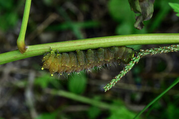 Caterpillar of Papilio machaon on green leaf