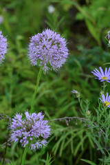 Purple flowers of Allium