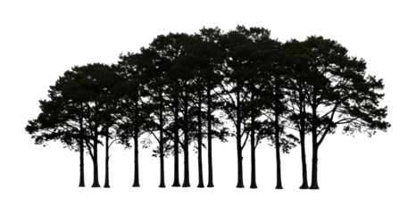 Majestic tree silhouette at sunset nature scene landscape peaceful environment artistic viewpoint isolated on transparent background