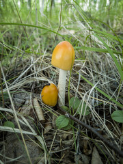 Mushroom on the ground in the forest