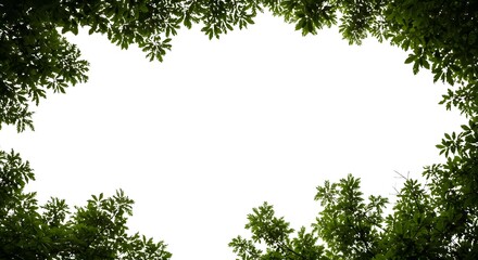 Fototapeta premium Green leaves forming a natural border against a white background