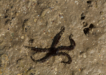 Ophiocoma scolopendrina in its natural habitat. African fauna of the Red Sea.