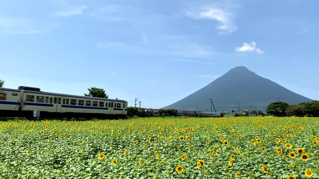 西大山駅のひまわり畑と開聞岳：鹿児島県指宿市にある西大山駅はJR日本最南端の駅として知られる