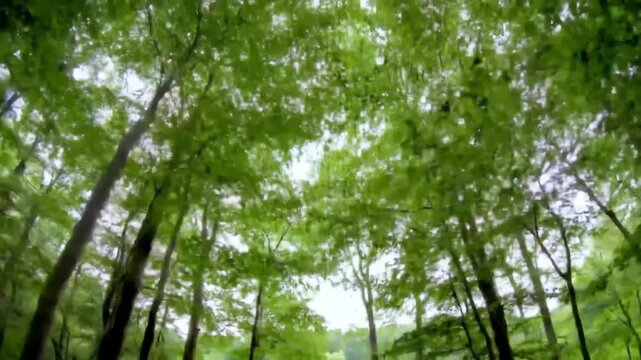A Dizzying, Fast-Paced Rush Through a Lush Green Forest Canopy from a Low Angle POV