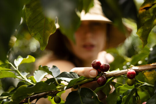 coffe beans on a branch
