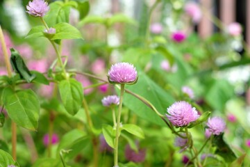 globe amaranth in full blooming
