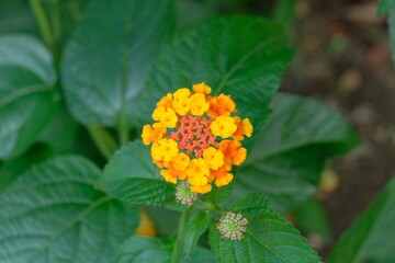 full blooming Lantana in the garden