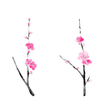 水彩で描いた梅の花のイラスト