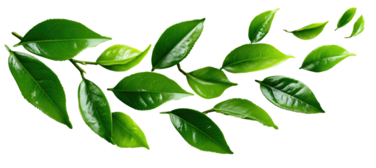 Green leaves on a branch, showcasing vibrant hues and delicate details, ideal for nature-themed designs or ecological concepts.PNG image