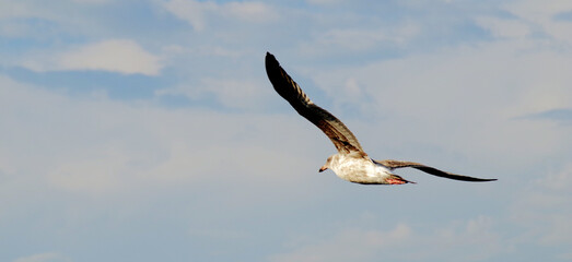 Flying Seagull at Dusk