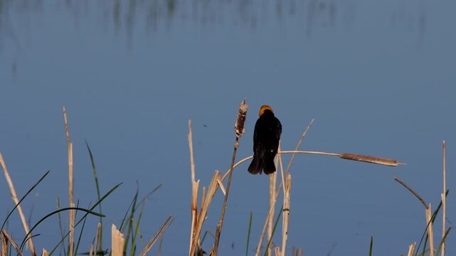 Male Yellow-headed Blackbird in a marsh in Alamosa National Wildlife Refuge in Colorado
