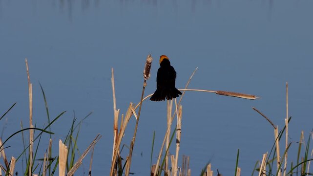 Male Yellow-headed Blackbird in a marsh in Alamosa National Wildlife Refuge in Colorado