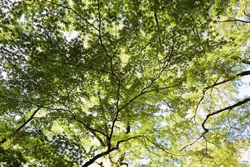 Summer green ceiling