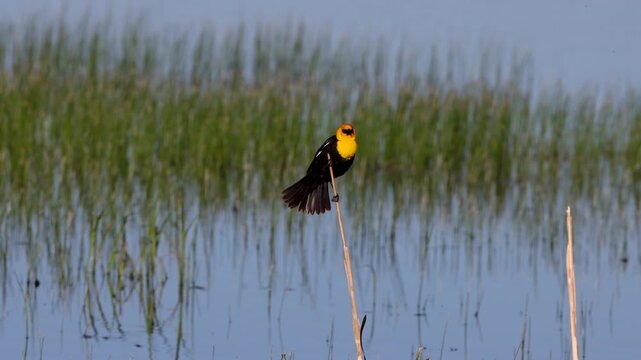 Male Yellow-headed Blackbird in a marsh in Alamosa National Wildlife Refuge in Colorado