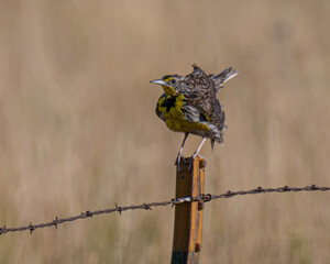 Western meadowlark with ruffled feathers on barbed wire