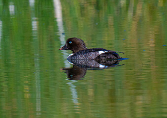 Barrow’s golden duck on the water