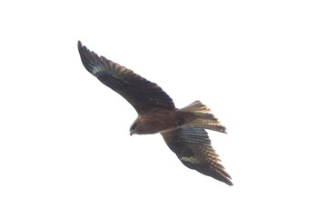 空を飛ぶトビ