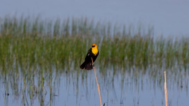 Male Yellow-headed Blackbird in a marsh in Alamosa National Wildlife Refuge in Colorado
