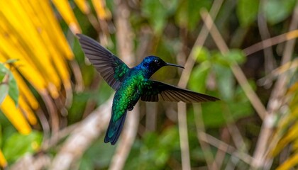 Green hummingbird in flight with jungle.