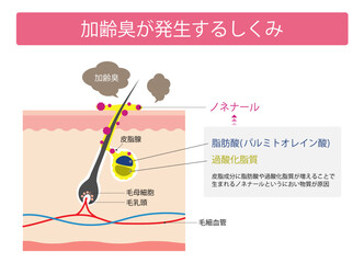 加齢臭が発生するしくみ