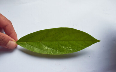 The green leaves are full of beauty.